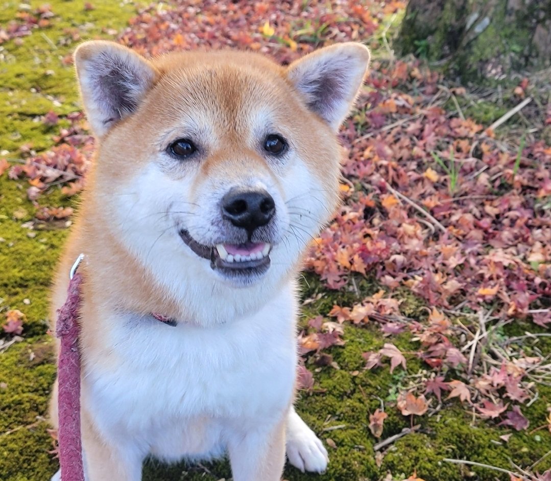 tama7653's tweet photo. 赤が似合う可愛子ちゃん😊❤️

お陰様でコイ坊の皮膚の状態がだいぶ良くなりました👍やはり食物アレルギーでほぼ確定のよう🤔療養食でここまで良くなったから、ひとまずは安心🤗

#柴犬コイ https://t.co/p4m0NlvNtK