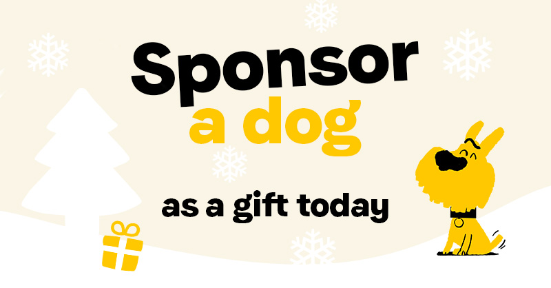 DogsTrust's tweet photo. This Christmas, make tails wag and hearts soar by sponsoring a furry friend in need 💛