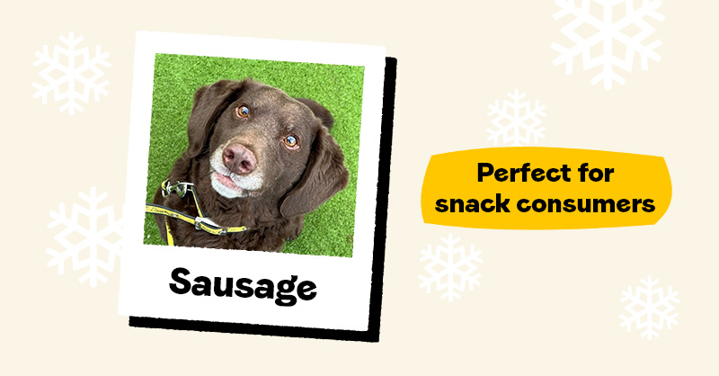 DogsTrust's tweet photo. This Christmas, make tails wag and hearts soar by sponsoring a furry friend in need 💛
