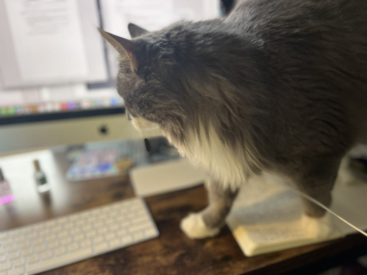 Nor_edu's tweet photo. My new research assistant is proving very distracting #PhDLife #TryingToWork https://t.co/vEQJEROhLg