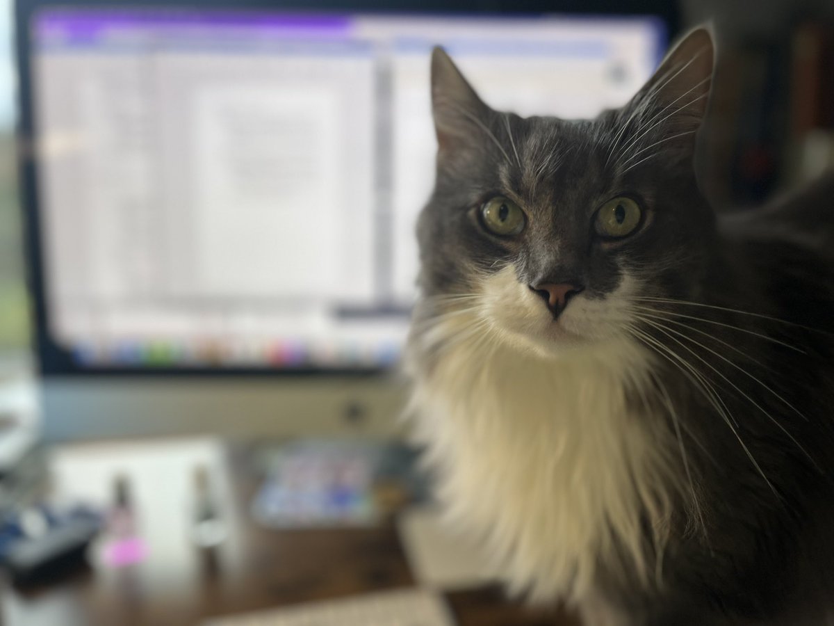 Nor_edu's tweet photo. My new research assistant is proving very distracting #PhDLife #TryingToWork https://t.co/vEQJEROhLg