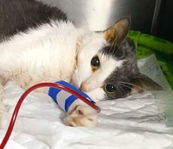 🚨 SÚPER URGENTE XIANG XIANG, ESTADO CRÍTICO 🚨 

Aún sin tener los 350€ que nos han pedido, no hemos ido al veterinario a buscar la sangre que necesita Xiang Xiang para vivir 😭

Son 350€ y TENEMOS SOLO 97€ 💔 Pero qué hacemos, dejarlo morir? NO!