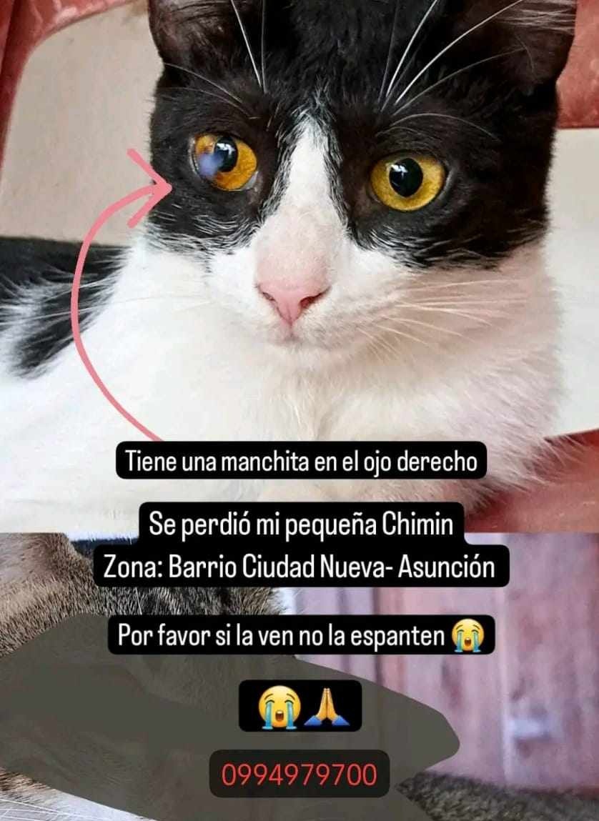 koalandeMichi's tweet photo. Buscamos a Chimin RT 

Zona: barrio ciudad nueva, Asunción https://t.co/PPV6MjhoJ5