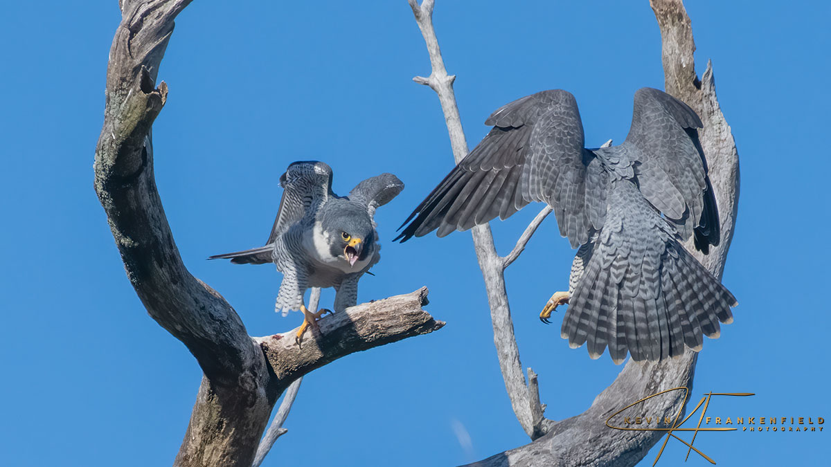 #pereginefalcons #birding #birdwatching #birdphotography #Falcon #NaturePhotography