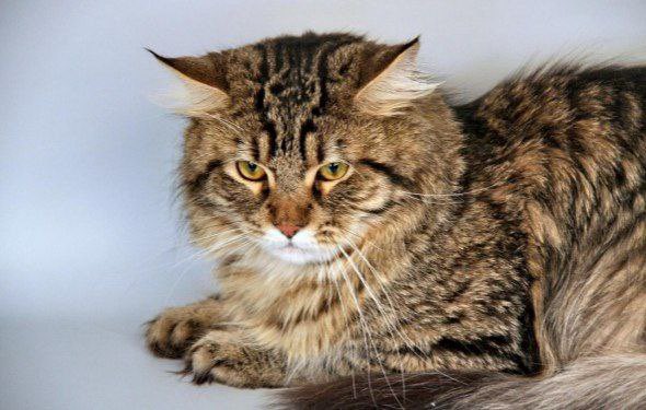 Rusya'da kamusal alanda şiddet uygulamakla suçlanan bir adama verilen ceza, kedi sahibi olması gerekçe gösterilerek ertelendi.