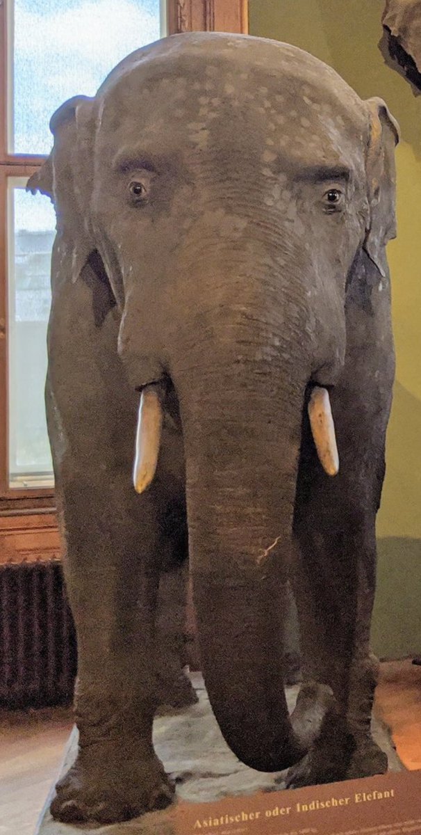 j_stocky's tweet photo. When you’re so afrotherian, you have to give them the Proboscidean stare. https://t.co/ui5gzTJ0Bd