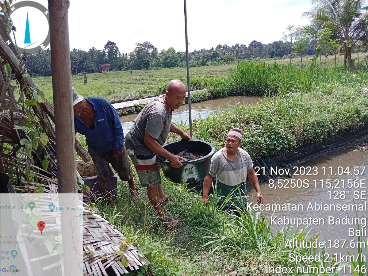 made_rastini's tweet photo. Selasa, 21/11/2023, jerorastini luhkan Badung, kegiatan kunjungan dan pendampingan panen lele di pokdakan Boga Segara desa Abiansemal,kab badung,produksi 100 kg, harga jual rp 21.000/kg
@bppsdm_kp 
@puslatluhkp
#GiatluhkanSatminkalGondol
#djpbkp
#dinasperikananbadung https://t.co/HKlArt3Oc6