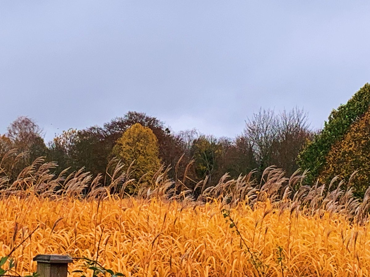 Rachel_595's tweet photo. What beautiful colours in my back garden field, love this time of year 🫶🏻 #countrylife #rurallocation #beauitful https://t.co/lGN0XuFOHf