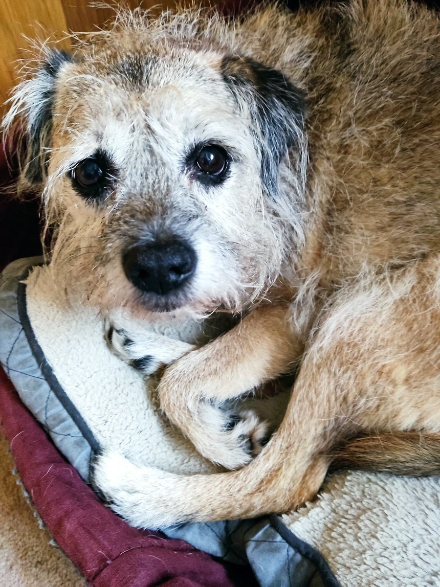 BTWoody's tweet image. Hey @Artti_btmonster, appawrently our M's had brunch together without us yesterday #pfft. Anyway, can you please let your M nose that Jaz aced her exams &amp;amp; she's gonna graduate wiv a Furst in summink to do wiv V E T sciency stuff. M&amp;amp;D are very proud, I'm a bit embarrassed tbf