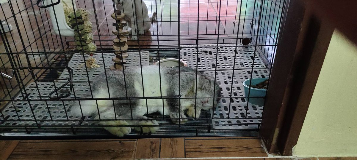 Saturnstill's tweet photo. หลับสบายเลยนะ คาร์เวียขี้ดื้อ 🐇
#กระต่าย #ฮอลแลนด์ลอป #Rabbitboy https://t.co/syKSSz2g4I