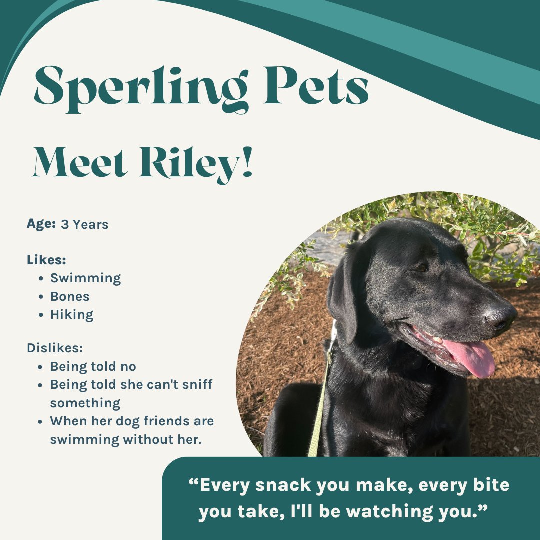 SperlingInterac's tweet image. Meet Riley, the adventurous canine with boundless energy and a passion for exploration. Whether she&apos;s diving into cool waters, hunting for buried treasures of bones, or conquering challenging hiking trails, Riley lives for thrilling adventures.