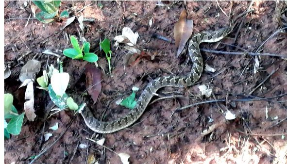 cklistjournal's tweet photo. First record of Xenodon nattereri (Steindachner, 1869) (Reptilia, Squamata, Dipsadidae) from Paraguay 

https://t.co/pb9hY83wIB 

#Geographicrangeextension #NeotropicsParqueNacionalCerroCorá #snakes #checklist #checklistjournal #pensoftpublishers https://t.co/OlhQMnQSxH