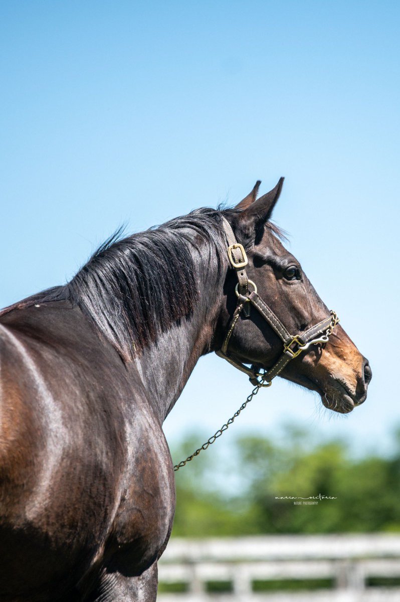 #ZambranoRemata 
Liquidación total del Haras Cuatro Piedras remate FINAL de su plantel de cría

28 yeguas MADRES ganadoras clásicas, paridas y preñadas por INVASOR, ORB y AERO TREM
20 Productos gen 2022 hijos e hijas de ORB e INVASOR

Hoy 12 Hs habilitamos Preofertas
099743434