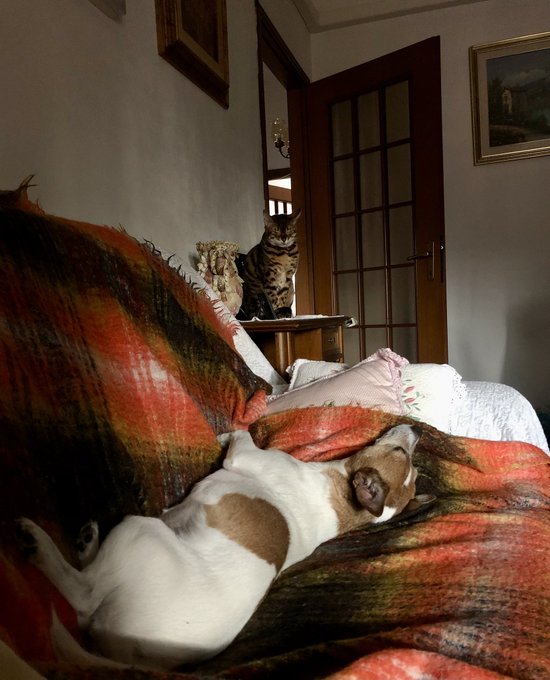 My two beauties 🐶🐱 #bengalcat #jackrussellterrier https://t.co/ZFz7ZYucjH<a href="/tag/bengalcat"class="tags">#bengalcat</a><a href="/tag/jackrussellterrier"class="tags">#jackrussellterrier</a>