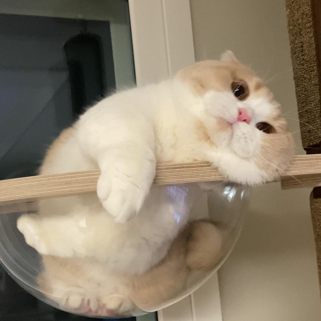 WeAssessCats's tweet photo. https://t.co/oox7dIYnZl
