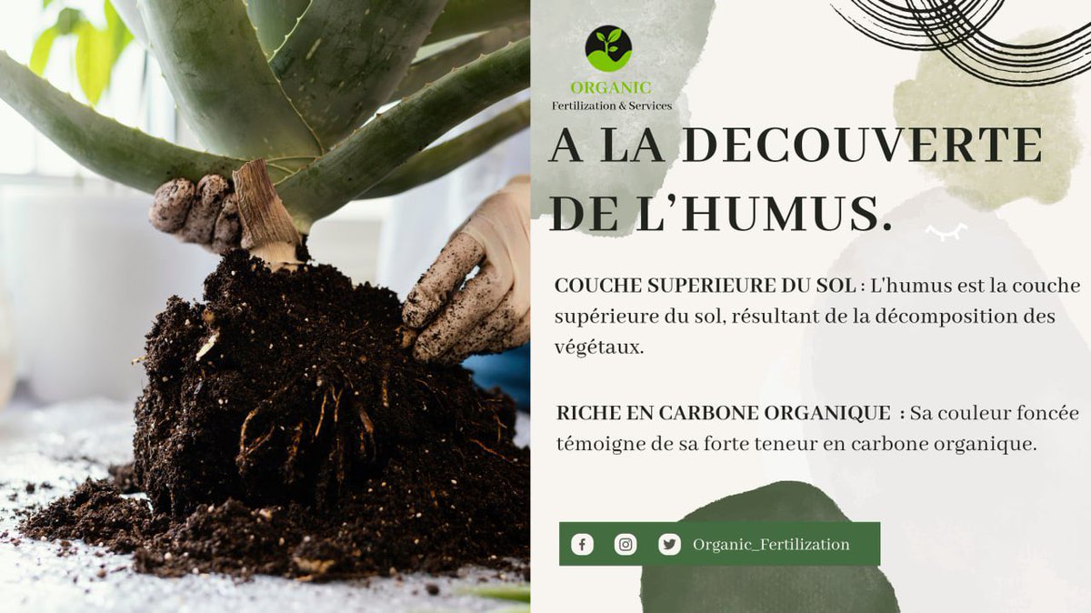 OFertilization's tweet image. Rubrique de Semaine 🎙️ « L’HUMUS »

L’humus joue un rôle essentiel dans la santé de nos sols. Il favorise la rétention d’eau, fournis des nutriments aux plantes et abrite une diversité de vie microbienne. 

L’humus constitue ainsi le fondement d’une terre fertile.