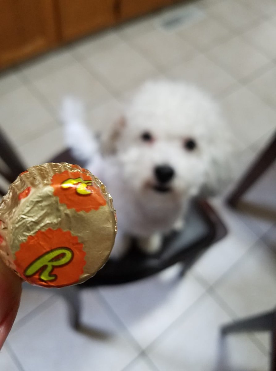 Nancyisfun's tweet image. Mandy the Maltipoo says, "Happy Mickey Mouse Day, Monopoly Day, Chocolate and Peanut Butter Day and Flashlight Day!"  #MickeyMouseDay #FlashlightDay #MonopolyDay