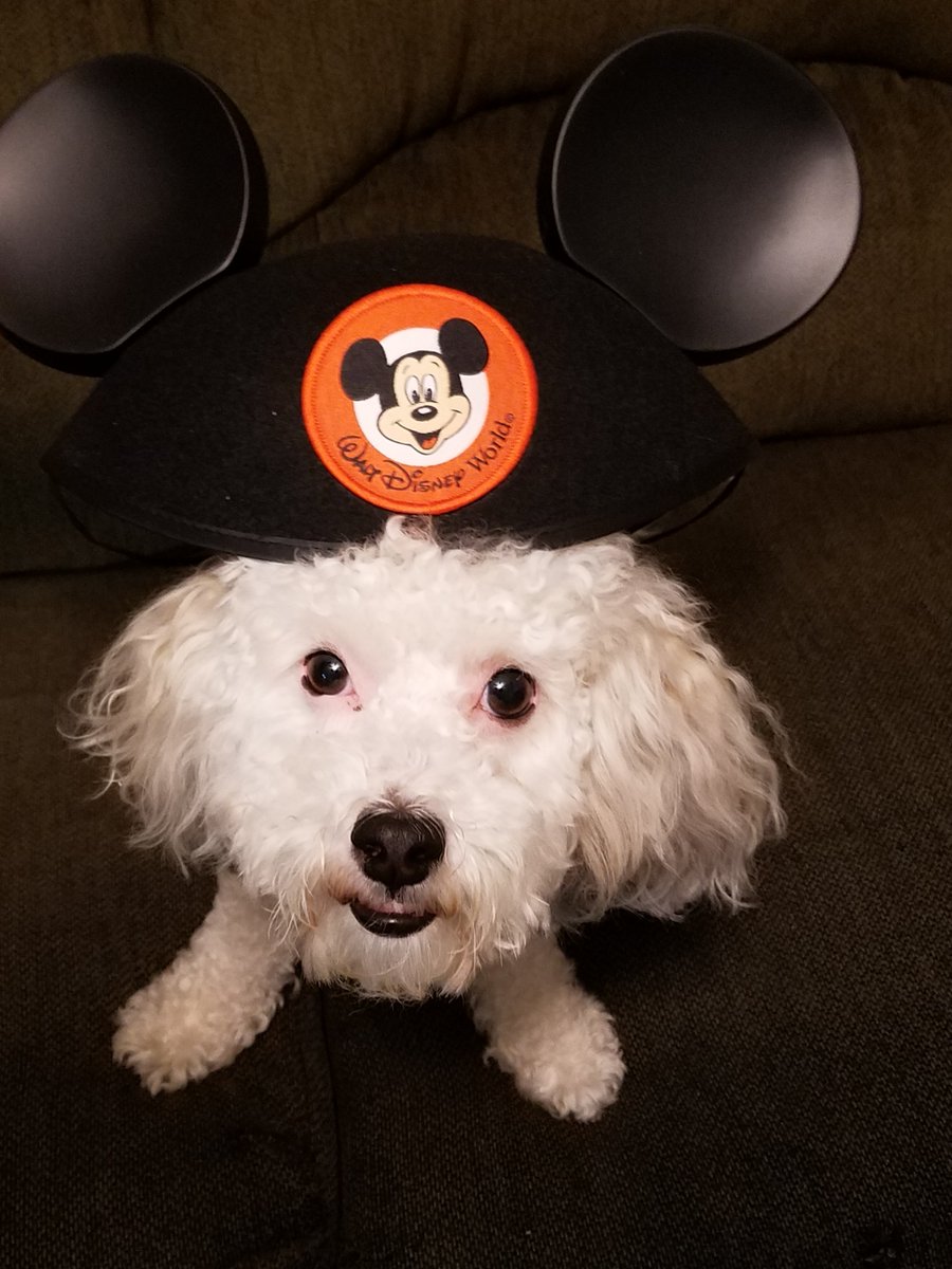 Nancyisfun's tweet image. Mandy the Maltipoo says, "Happy Mickey Mouse Day, Monopoly Day, Chocolate and Peanut Butter Day and Flashlight Day!"  #MickeyMouseDay #FlashlightDay #MonopolyDay