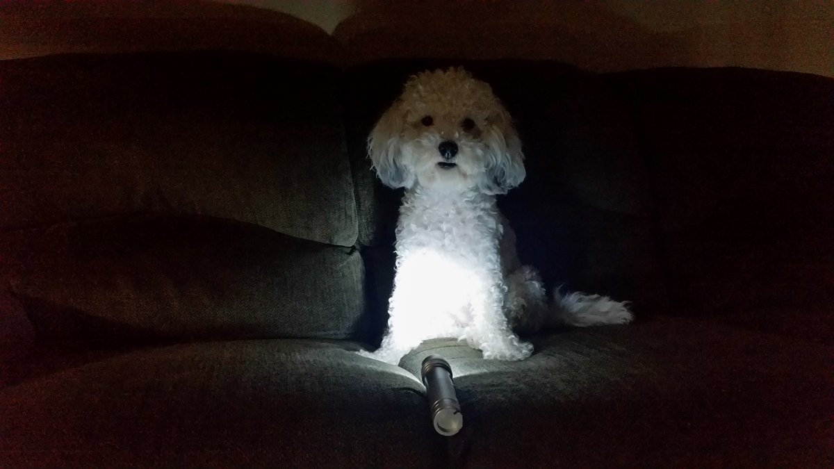 Nancyisfun's tweet image. Mandy the Maltipoo says, "Happy Mickey Mouse Day, Monopoly Day, Chocolate and Peanut Butter Day and Flashlight Day!"  #MickeyMouseDay #FlashlightDay #MonopolyDay