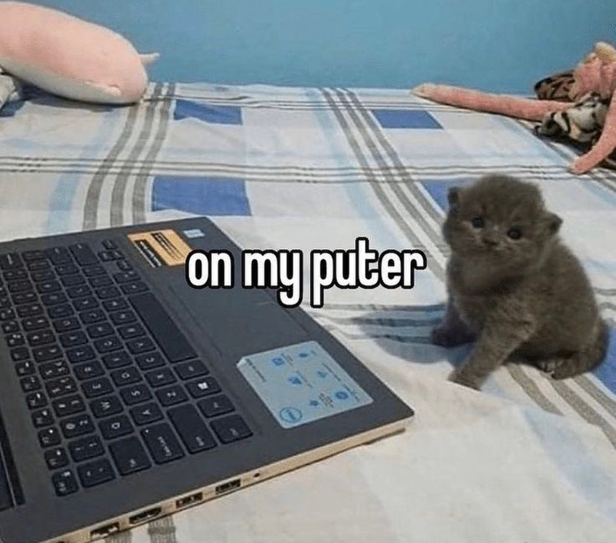 Posts Of Cats tweet media