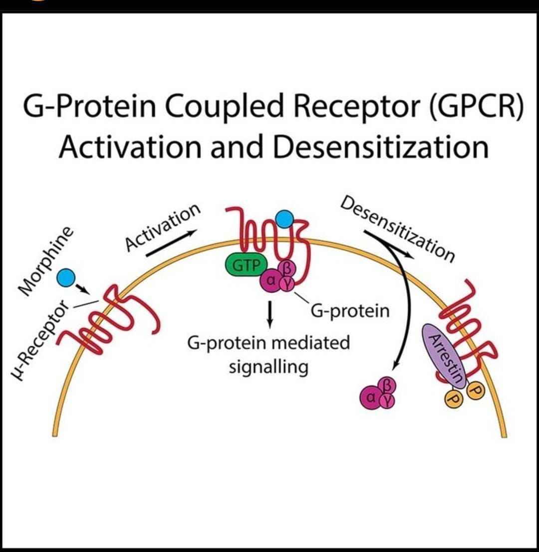 snwhealth's tweet image. New research indicates that—over the clinical concentration range—oliceridine is an #analgesic with a favorable safety profile over morphine

Link-
pubmed.ncbi.nlm.nih.gov/37656771/

#Anesthesiology  #Anesthesia #AI #snwhealth #snwareresearch