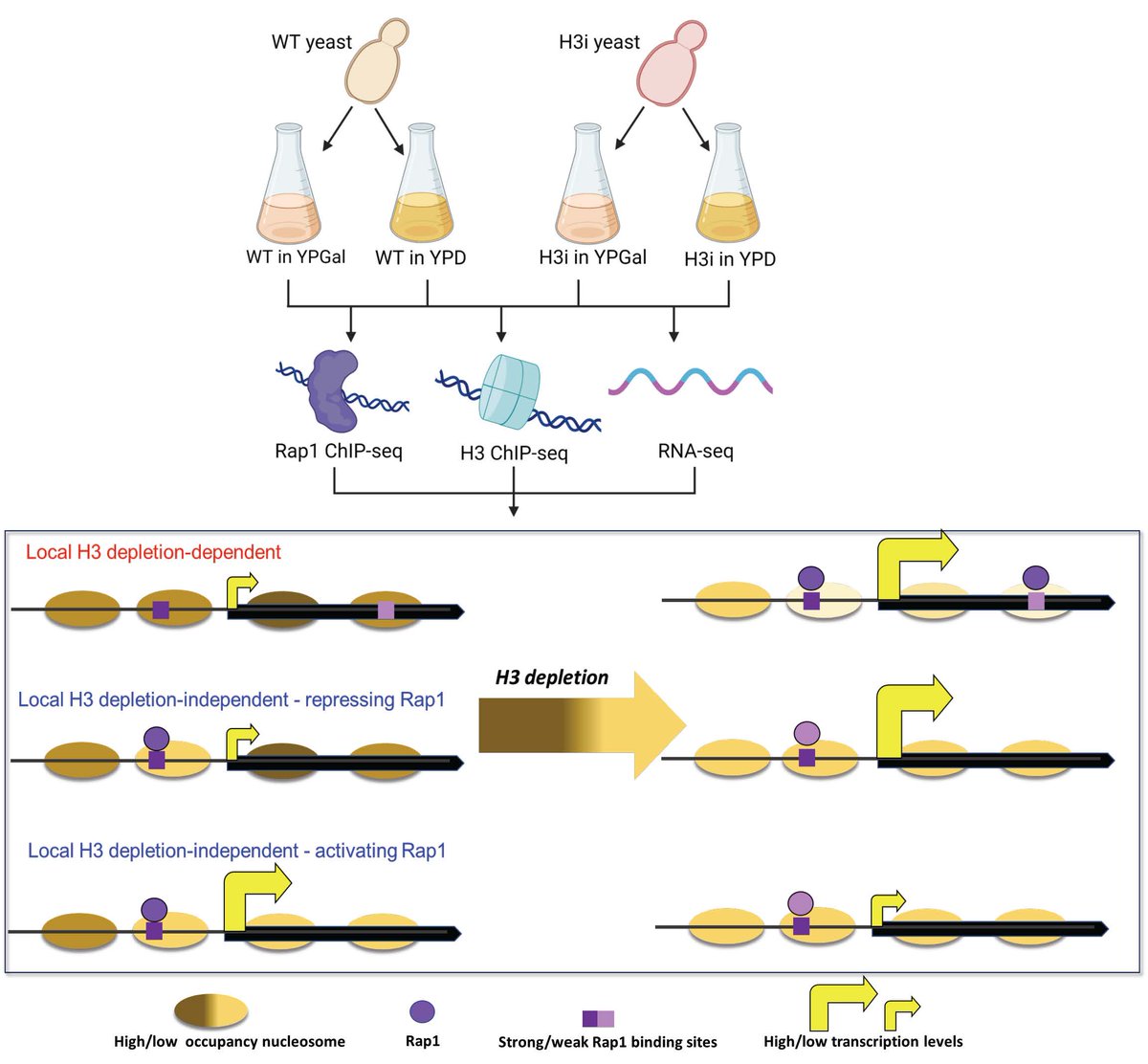 Varodom Charoensawan (@varodomc) on Twitter photo In collaborations with and incredible supports from <a href="/teichlab/">Teichlab</a> and <a href="/PhilWigge/">Phil @wigge.bsky.social</a> labs, our recent work on the multi-mode of interplay between histone H3 and the pioneer TF Rap1 in inducible H3-depletion yeast is now out in <a href="/JMolBiol/">Journal of Molecular Biology</a>.
doi.org/10.1016/j.jmb.… In collaborations with and incredible supports from <a href="/teichlab/">Teichlab</a> and <a href="/PhilWigge/">Phil @wigge.bsky.social</a> labs, our recent work on the multi-mode of interplay between histone H3 and the pioneer TF Rap1 in inducible H3-depletion yeast is now out in <a href="/JMolBiol/">Journal of Molecular Biology</a>.
doi.org/10.1016/j.jmb.…