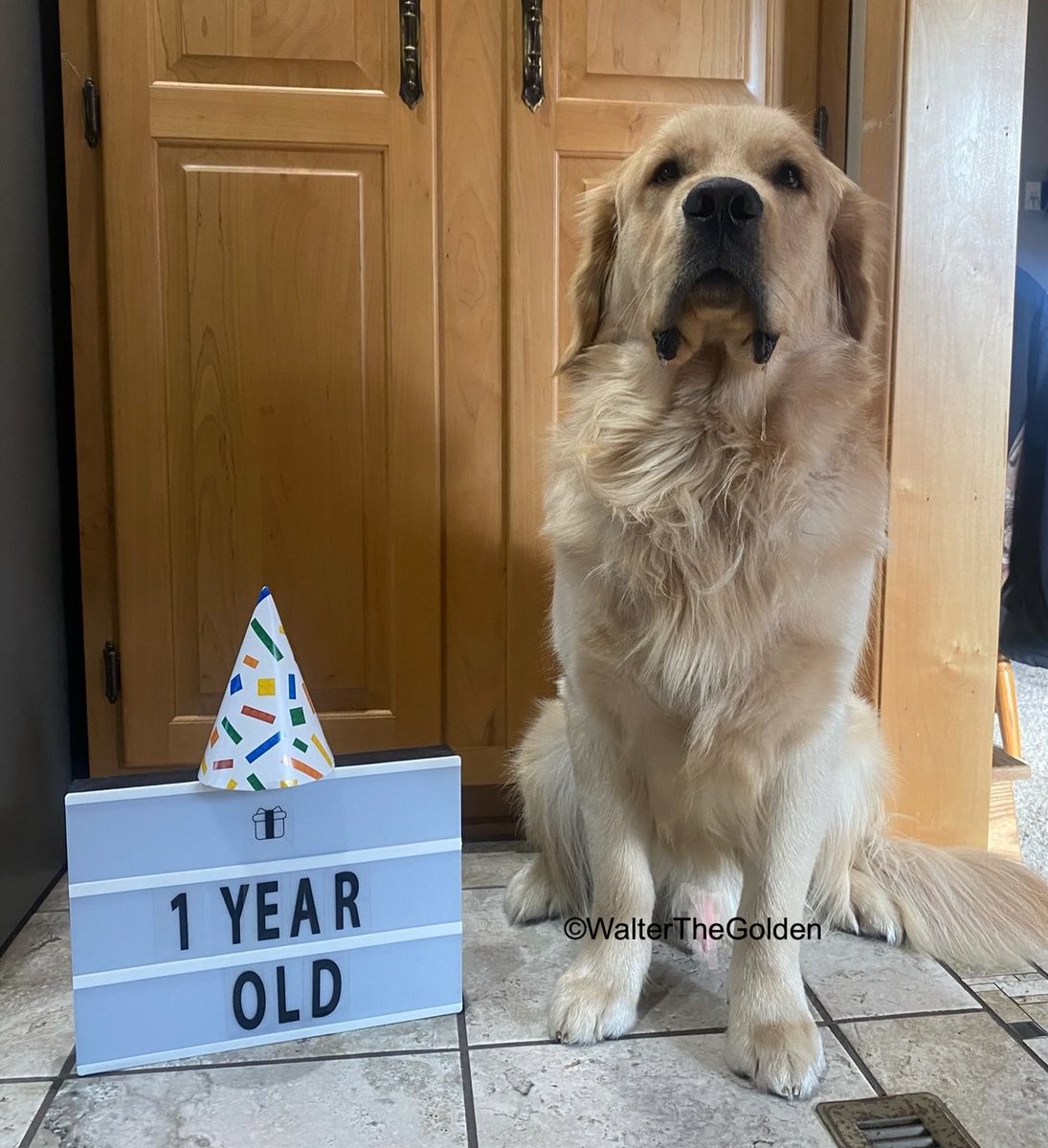 WalterTheGolden's tweet photo. CAPTAIN CHAOS IS OFFICIALLY 1 YEAR OLD TODAY! 
Come back later to see pics of the big celly🎂🎉🎁 https://t.co/Mny2MpYFhW