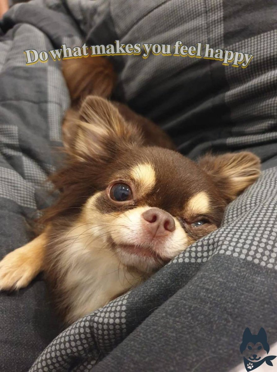 2bpaws's tweet photo. "🐶 How to raise a Chihuahua dog 🐾

Love and Attention**: Chihuahuas are often affectionate and enjoy human companionship. Spend time with your Chihuahua, offer love, and create a secure environment. ❤️

#Chihuahua #ChihuahuaLove #ChihuahuaLife
#ChihuahuaPuppy #TinyDog  📸🐾" https://t.co/WibRgyKYUH