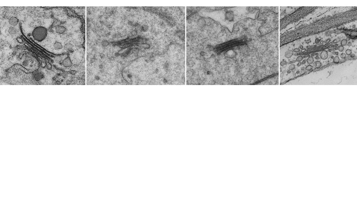 Eva Stoger's Lab tweet media