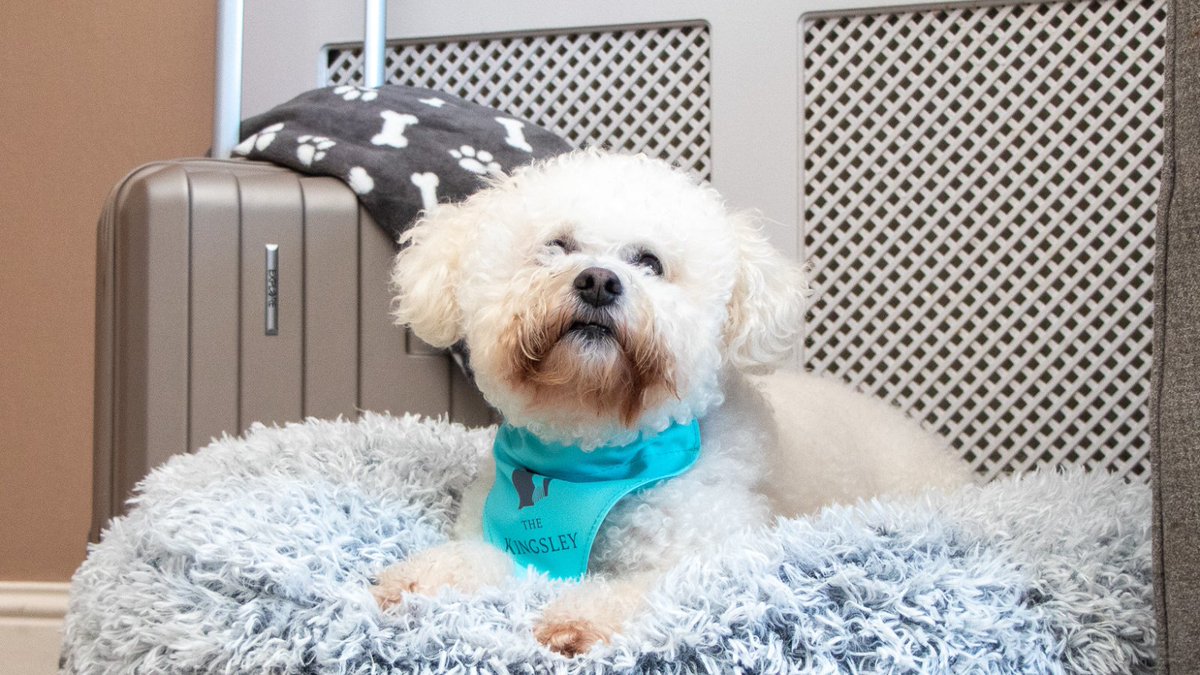 🐩 | Dog Friendly at The Kingsley 

Where tails wag as warmly as our welcome. 🐾

Discover a dog-friendly haven in the heart of hospitality. 

#TheKingsley #DownByTheRIver #UrbanRetreat #PureCork #DogFriendlyCork #DogFriendly #KingsleyCanines