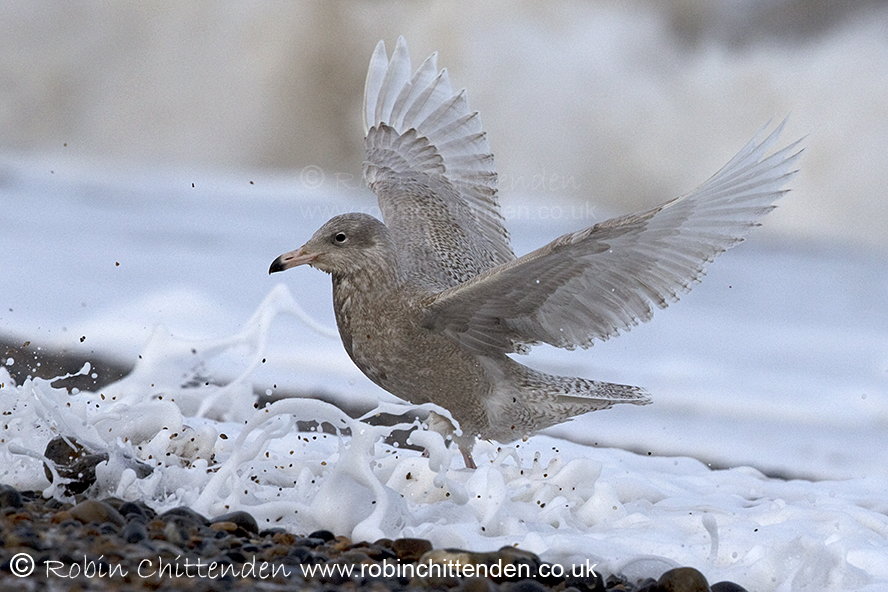 The latest 'Go Wild' article for North Norfolk Living magazine @NNorfolkLiving can be found on pages 51-52 by clicking this link issuu.com/bestlocallivin… Glaucous Gull (Larus hyperboreus) Norfolk January 2019