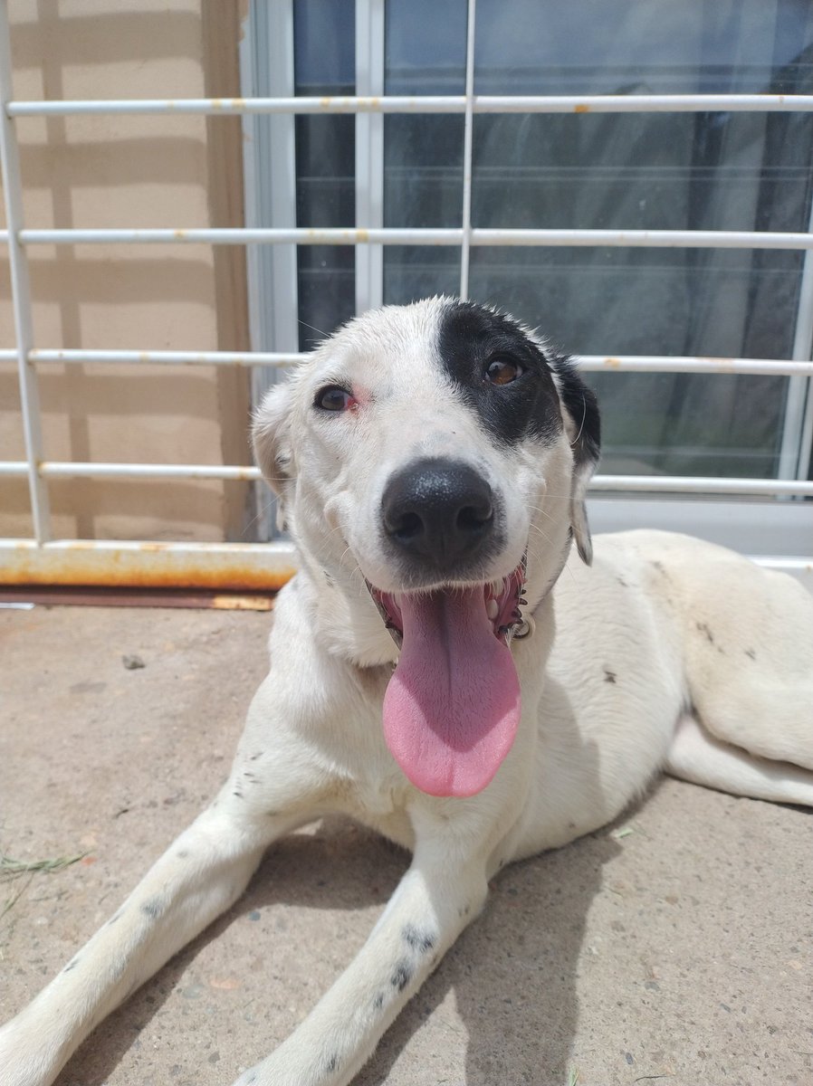 🚨Difundir por favor🚨

Esta hermosura sigue buscando hogar. La encontramos en la ruta, con mucho miedo, sed y hambre.
Es muy dosil, educada, juguetona, no rompe nada, se lleva bien con niños, gatos y perros.
Tiene entre 6 y 8 meses, nos hacemos cargo de los gastos veterinarios.
