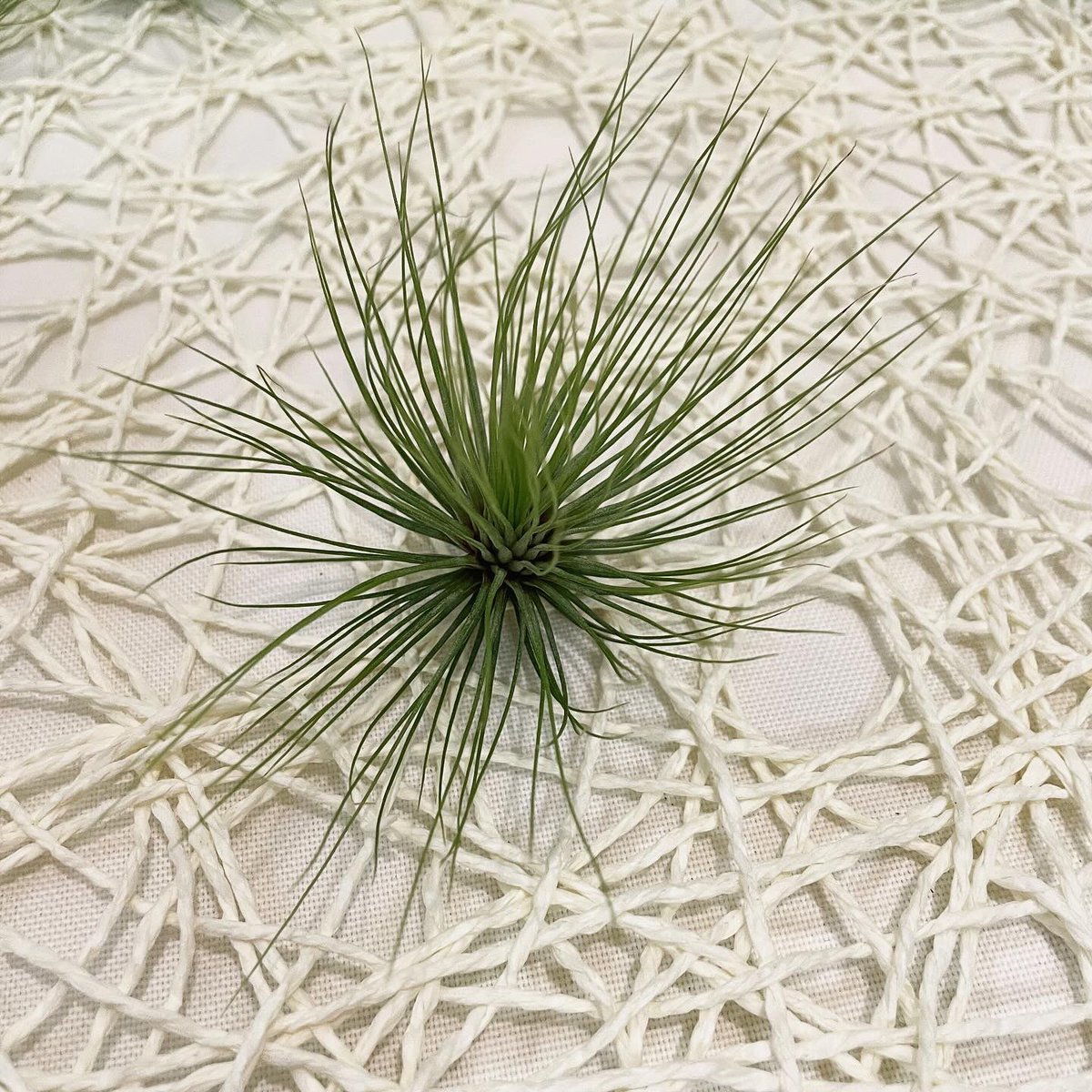 ariari878787's tweet photo. おすすめのエアープランツです❁¨̮
エアプランツの花言葉は「不屈」です😊
土のない厳しい環境で育ち、空気中の水分���葉から吸収して美しい花を咲かせる姿からこの花言葉が付けられたそうです☘#木更津花屋  #エアープランツ https://t.co/SOFi9TFSHV