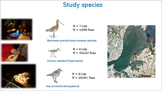 JoaoRBelo1's tweet photo. 3/6 #BOUsci2023 #SESH3
To answer our research questions, we captured and deployed GPS devices on 3 wader species wintering in #Tagus Estuary, Pt.
We overlayed our GPS data with #Corine Land Cover to measure habitat-use and diversity across the East Atlantic Flyway.
#conservation https://t.co/rX0QvcGfwn