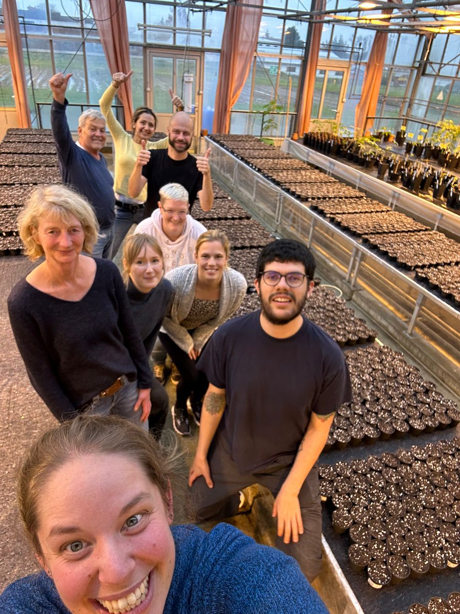 Looks like it's time for a big screen @Leibniz_DSMZ_en @MPIMP_Potsdam! Lead by @GesaHoffmann with lots of help from @StephanWinter11 @SamarSheat @jcdiezmarulanda and others, 3500+ seedlings transplanted 🌱💪 First big step taken, several to go and hopefully many cool discoveries!