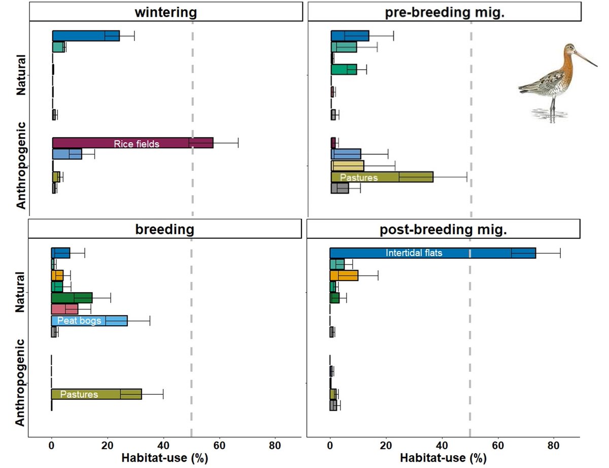 JoaoRBelo1's tweet photo. 4/6 #BOUsci2023 #SESH3
We found differences in the main patterns of habitat-use between species.
We also found differences within species (Redshank and Black-tailed godwit) at dif. stages.
On the other hand, Grey plovers show similar patterns across the dif. annual stages. https://t.co/2YStz0pyPQ