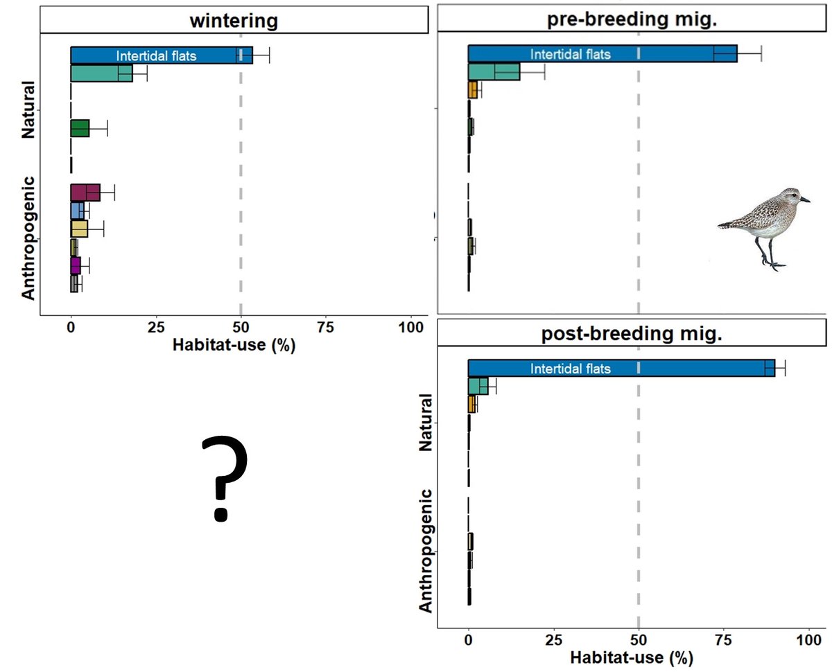 JoaoRBelo1's tweet photo. 4/6 #BOUsci2023 #SESH3
We found differences in the main patterns of habitat-use between species.
We also found differences within species (Redshank and Black-tailed godwit) at dif. stages.
On the other hand, Grey plovers show similar patterns across the dif. annual stages. https://t.co/2YStz0pyPQ