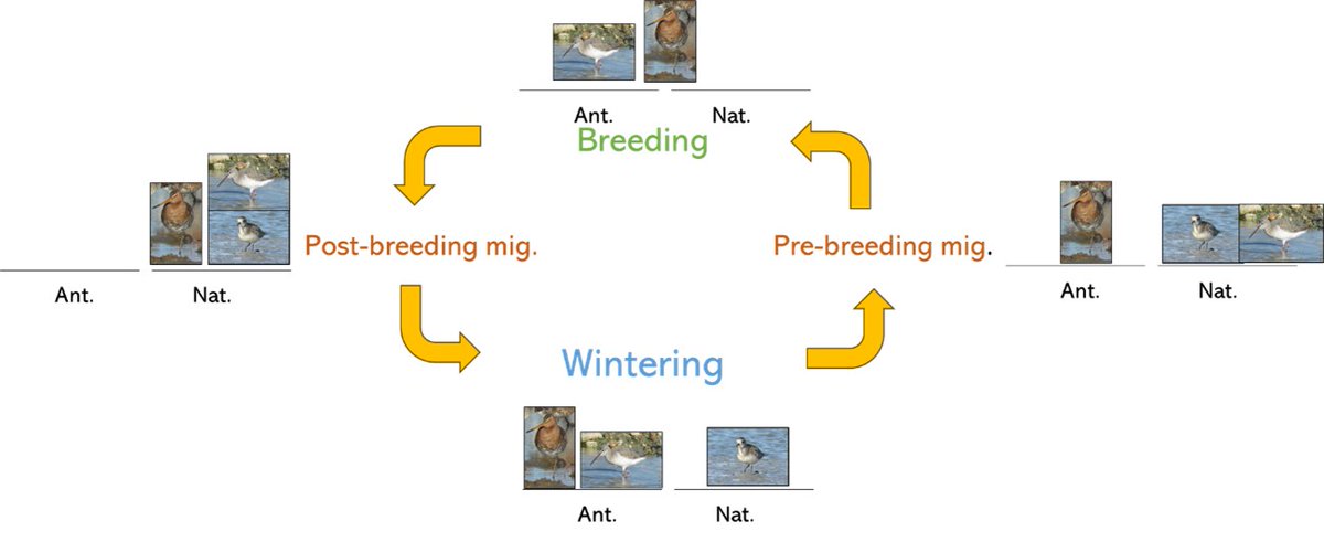JoaoRBelo1's tweet photo. 5/6 #BOUsci2023 #SESH3
Overall, Redshanks & Black-t godwits use more anthropogenic habitats & show a higher diversity during wintering. During mig. periods, inter-individual variation in habitat-use is higher.
Grey Plovers use nat. habitats and inds. are more consistent. https://t.co/hJk2dlguhu