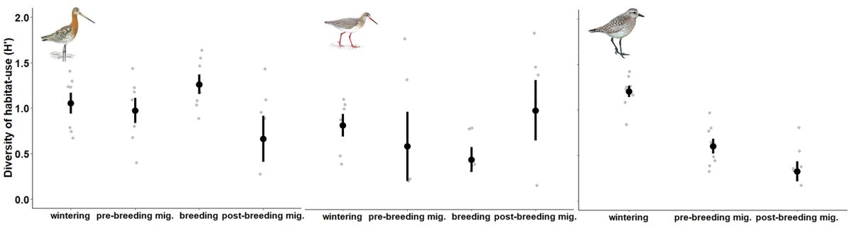 JoaoRBelo1's tweet photo. 5/6 #BOUsci2023 #SESH3
Overall, Redshanks & Black-t godwits use more anthropogenic habitats & show a higher diversity during wintering. During mig. periods, inter-individual variation in habitat-use is higher.
Grey Plovers use nat. habitats and inds. are more consistent. https://t.co/hJk2dlguhu