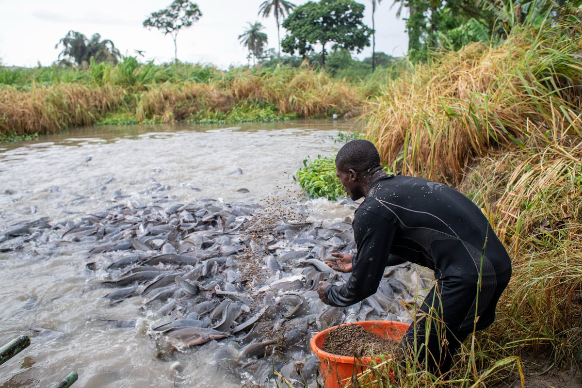 FAONigeria's tweet photo. In🇳🇬, fish makes up +40% of people’s animal protein intake. But demand significantly exceeds domestic production and fishers are among those most heavily impacted by climate shocks.

@FAO supports aquaculture as a source of employment, and food and nutrition.
#WorldFisheriesDay https://t.co/HCp4RPWHNC