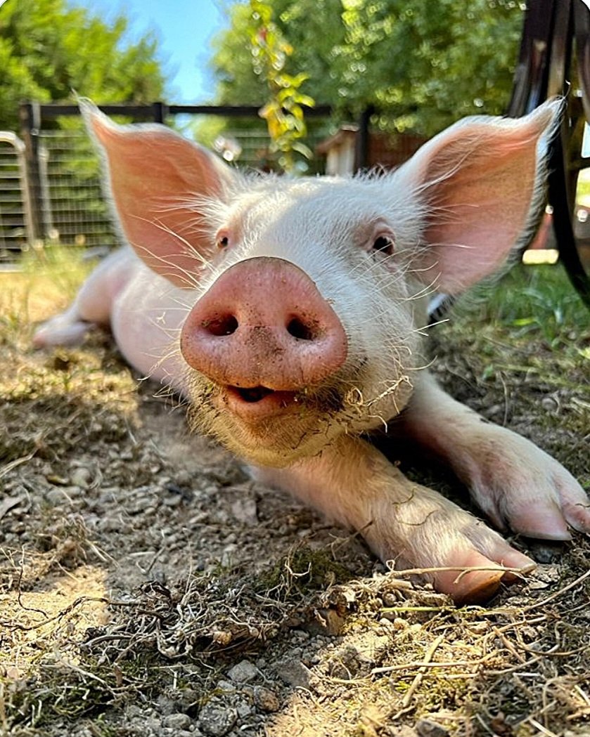 Owney ❤️‍🔥⚖️🌱🌎#pigoneer 🐖 tweet media