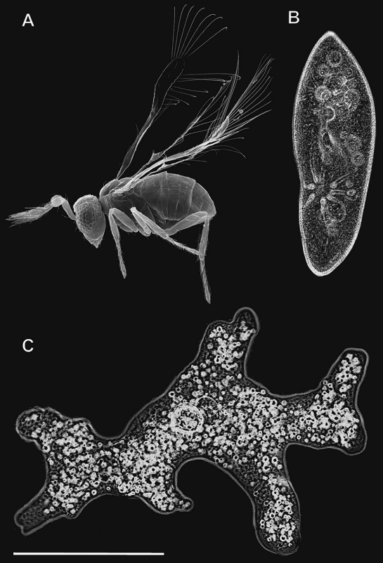The smallest flying insects, of the genus Megaphragma, are smaller than a single-celled amoeba.

An adult wasp has 4,600 neurons, compared to a house fly with 340,000.

Their neurons also don't have a nucleus, which enabled their brains to shrink by 50%.