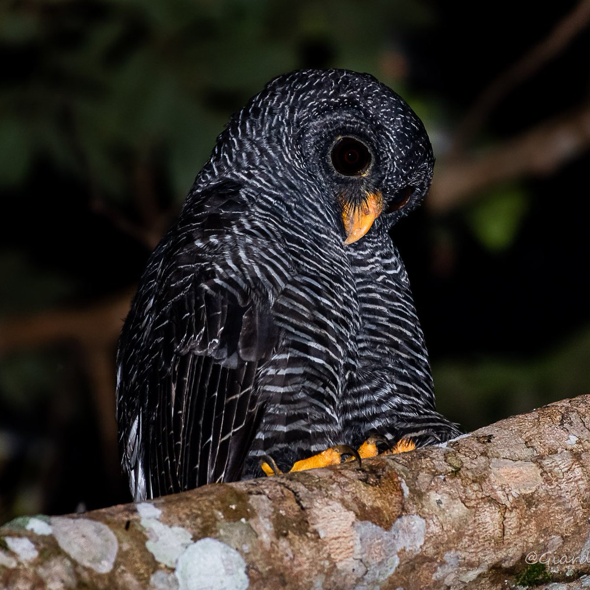 WHO? WHO WHO?
wants to #VisitPeru?
Black Banded Owl watching a group of tourists watching a black banded owl...
@PeruJungleLodge .
#visitperu #birdsing #birdwatching #ecolodge #ecotourism #peru #perutravel #BirdsSeenIn2023