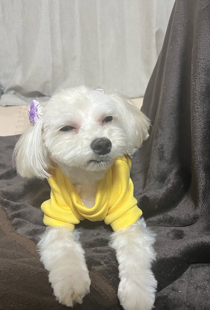_000116_'s tweet photo. 茶々丸が目瞑ったタイミングで誠也くんがわざと名前呼び続けよったら怒ってた😂😂💕 https://t.co/hsHoeEUAQm