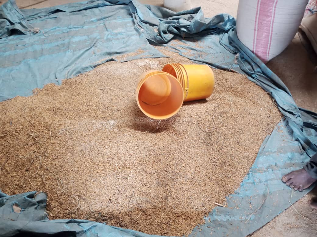 MagazineJimbere's tweet photo. 🍚 #Burundi: le prix du riz pourrait-il baisser dans les jours à venir ?
🌾 Actuellement en @BubanzaProvince, le kilo coûte 3.800 Fbu et plus. "Mais il reste un espoir. Les champs de la SRDI (Société Rizicole de Développement de l’#Imbo), de la ferme Randa et des marais sont prometteurs. Le prix pourrait diminuer au moment de la récolte au début de l'année 2024", espère un riziculteur de cette localité
#Agriculture