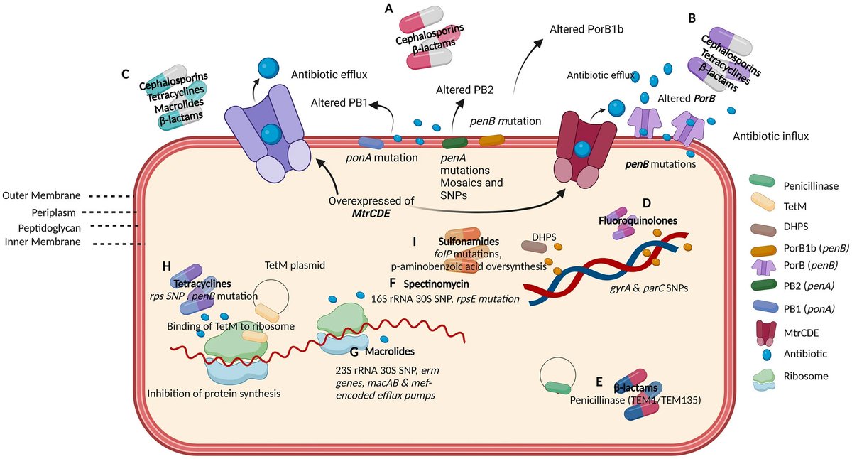 En la Semana Mundial de la  Resistencia a los Antibióticos: Neisseria gonorrhoeae, responsable de la gonorrea, ya ha desarrollado resistencia a penicilina, ciprofloxacina, y azitromicina, los antibióticos más comunes usados en su tratamiento.

link.springer.com/article/10.100…