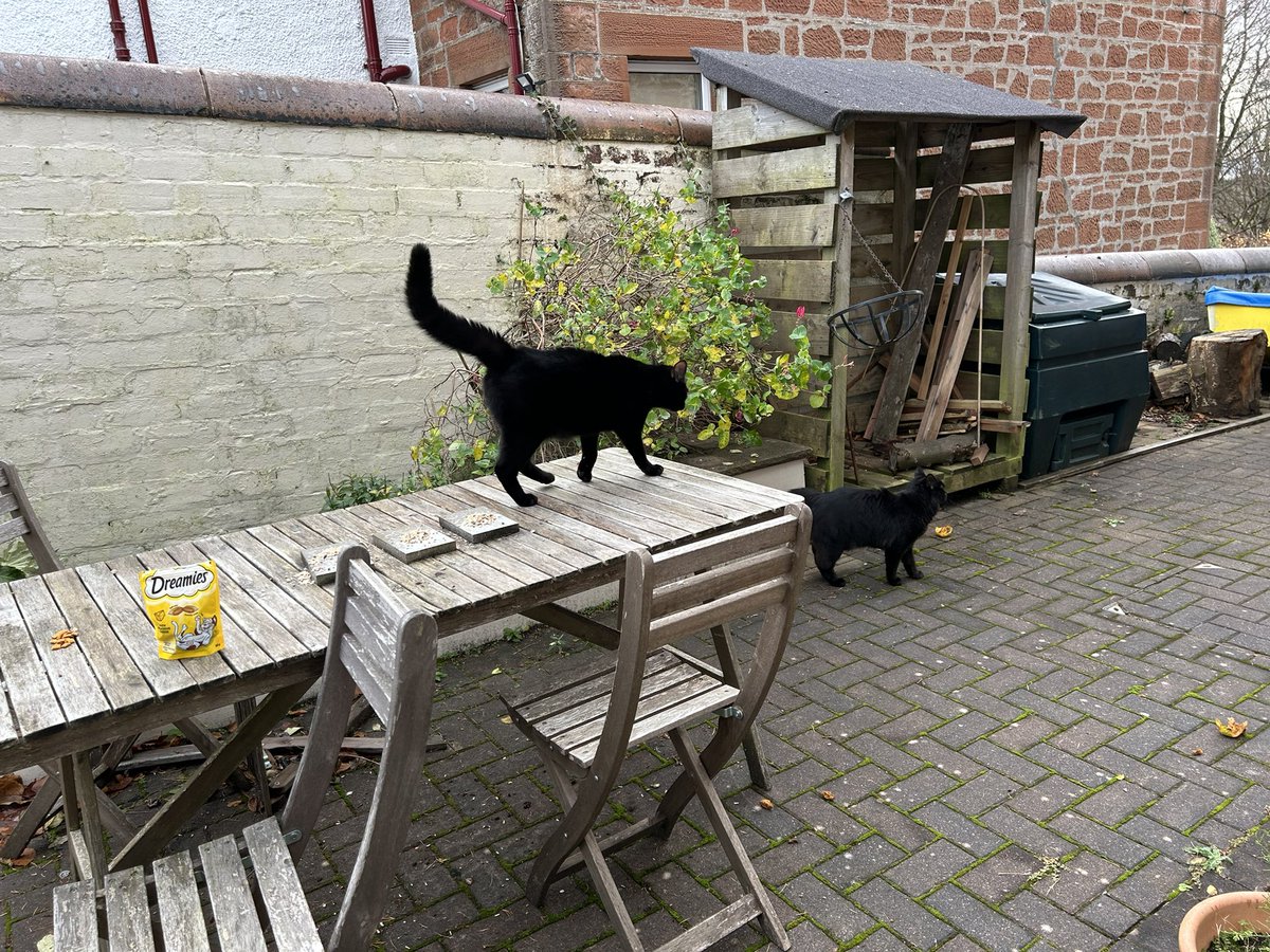 LiamMcIlvanney's tweet photo. Things now getting slightly out of handβ¦πββ¬πββ¬ #AndThenThereWereTwo #NotOurCats #McIlvanneyMenagerie https://t.co/RgEWSSbuzT