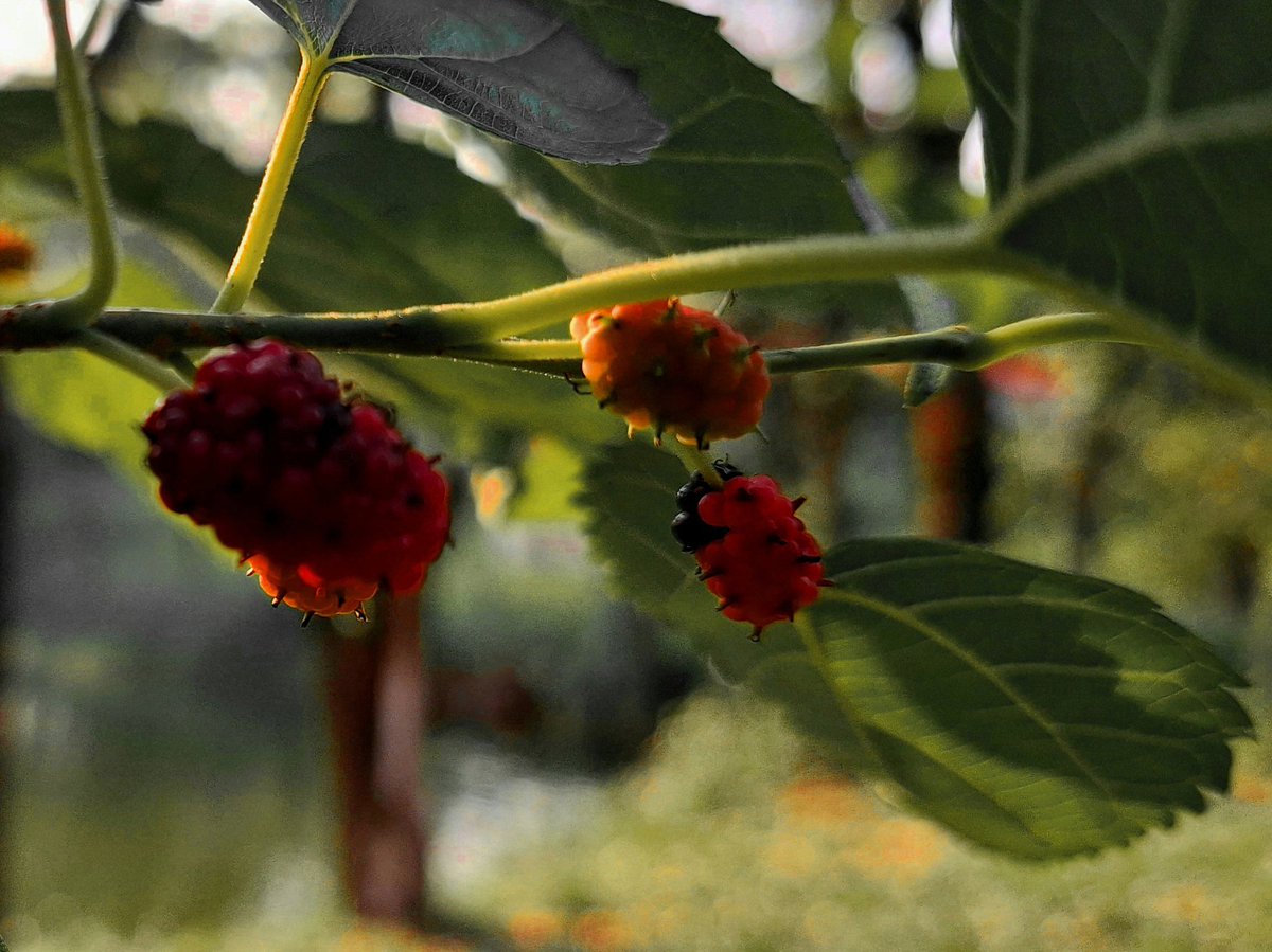 Reric_Costa's tweet image. Nham, nham. Amora