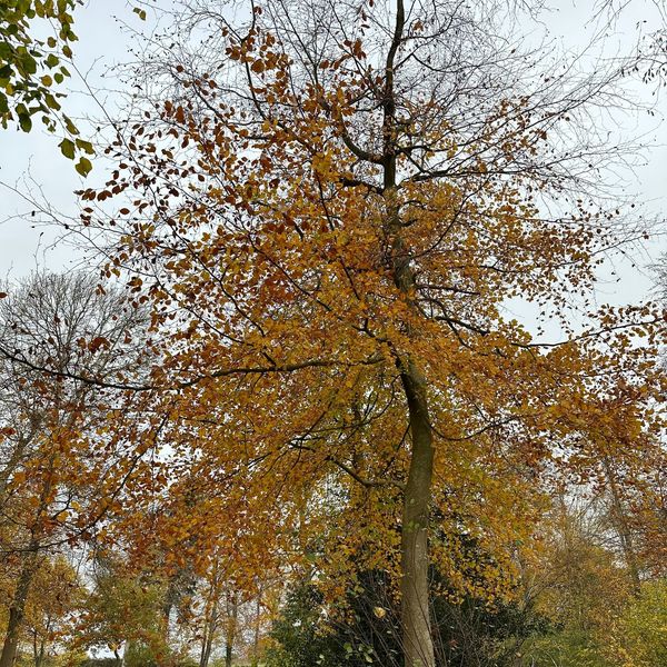 HestercombeGdns's tweet photo. Rook Wood is currently alive with colour, enjoy these autumn scenes while they last. β€οΈ
#hestercombegardens #hestercombe #gardens #autumncolours #autumnwalks https://t.co/oQuHzyLoJr