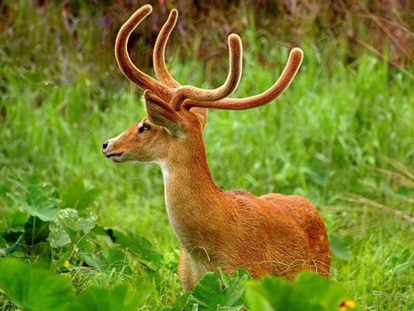 Dancing Sangai Deer will return, Driving away all the hatred.Just like the resilient Sangai, Manipur will bounce back and soar to great heights. 
#KukiVsIdeaOfManipur #KukiVsUnityOfManipur
<a href="/NBirenSingh/">N. Biren Singh</a> <a href="/BiswajitThongam/">Th.Biswajit Singh</a> <a href="/YKhemchandSingh/">Khemchand Yumnam</a> <a href="/IbobiOkram/">Okram Ibobi</a> <a href="/meghachandra_k/">Keisham Meghachandra Singh</a> <a href="/AShardaDevi/">Adhikarimayum Sharda Devi</a>